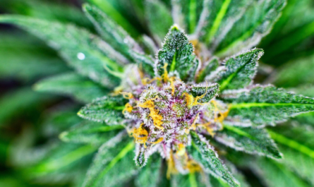 4 Ways to Identify and Choose the Strongest CBD Flower for Your Needs